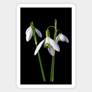 Snowdrops 3, a floral bouquet Magnet